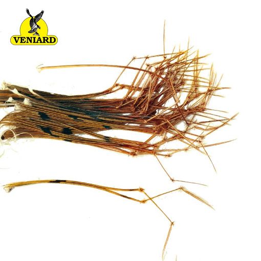Veniard Cock Pheasant Daddy Legs