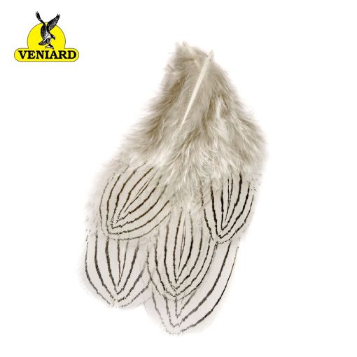 Silver Pheasant body fjaðrir