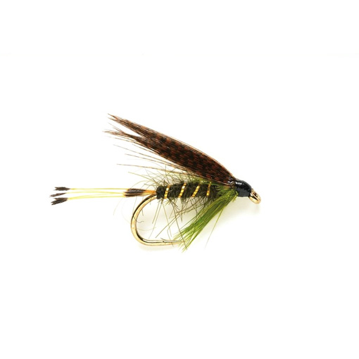 Sooty Olive